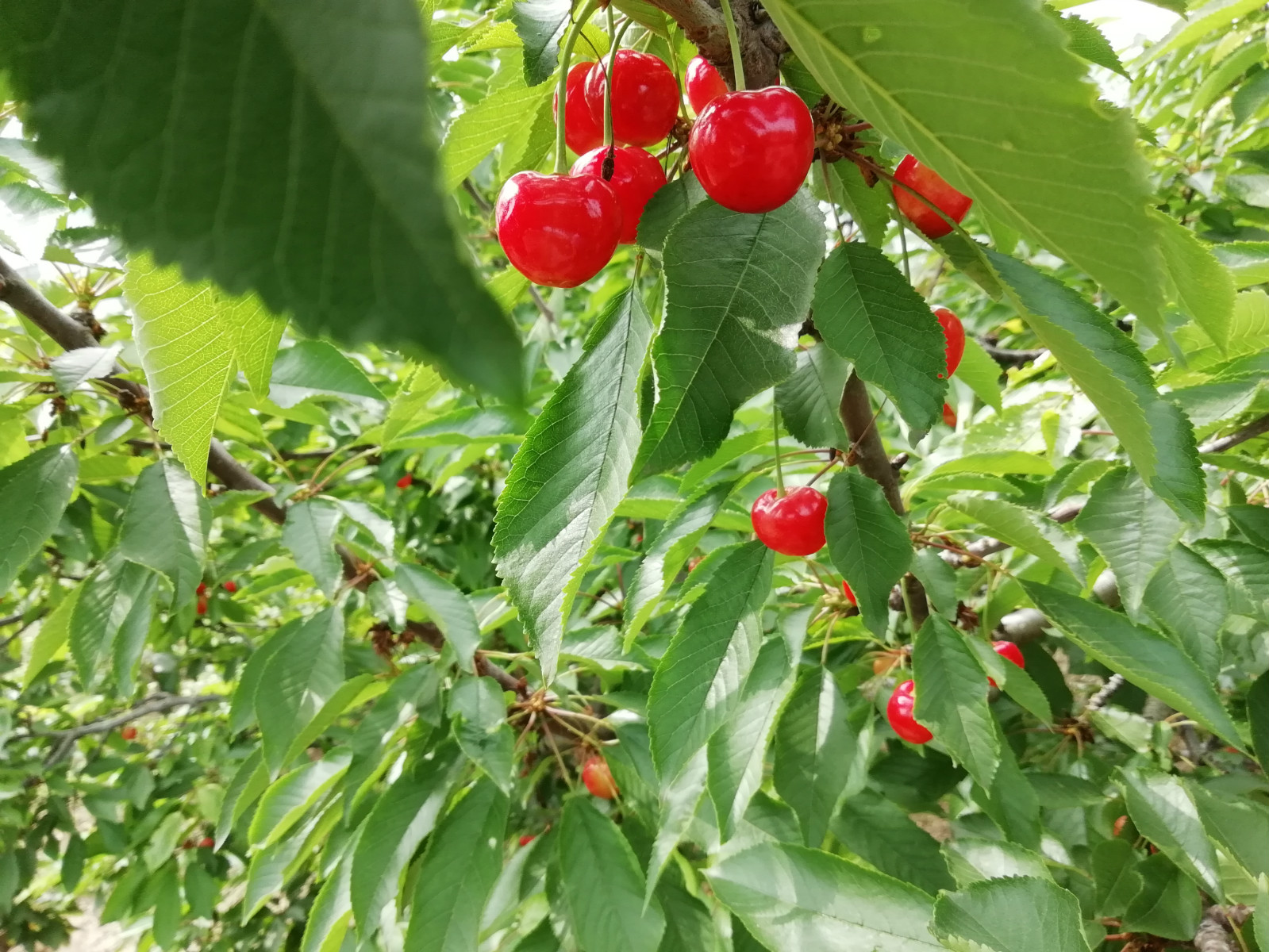 1528425277568936.jpg 微信圖片_201806081001503_meitu_4.jpg